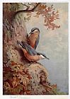 Nuthatches
